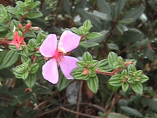 Costa Rica 006.jpg